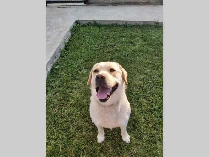 labrador star 3,5 godine spreman za parenje besplatni mali oglasi