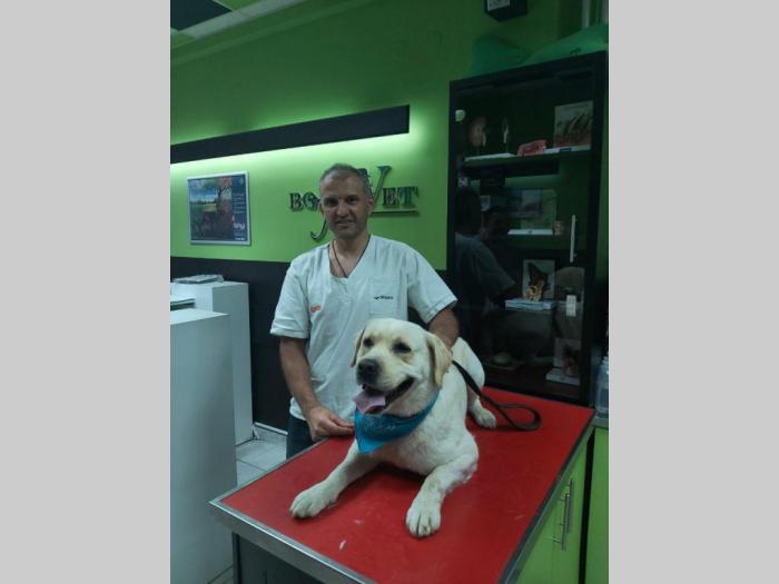 labrador star 3,5 godine spreman za parenje besplatni mali oglasi