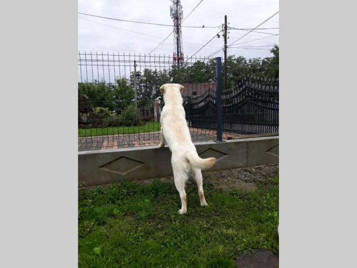 labrador star 3,5 godine spreman za parenje besplatni mali oglasi
