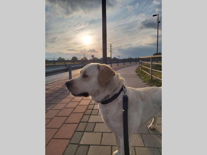 labrador star 3,5 godine spreman za parenje besplatni mali oglasi