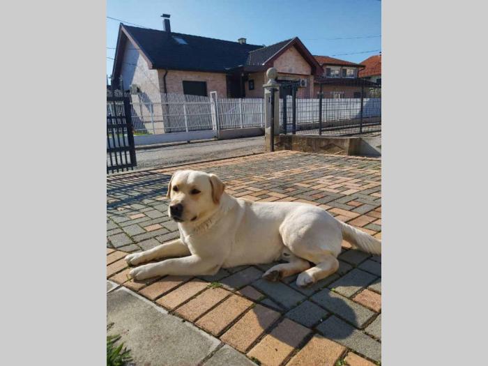 labrador star 3,5 godine spreman za parenje besplatni mali oglasi