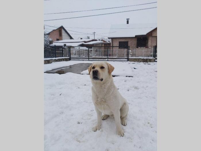 labrador star 3,5 godine spreman za parenje besplatni mali oglasi