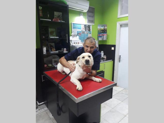 labrador star 3,5 godine spreman za parenje besplatni mali oglasi