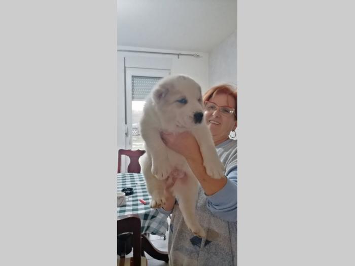 štenci azijata na prodaju besplatni mali oglasi