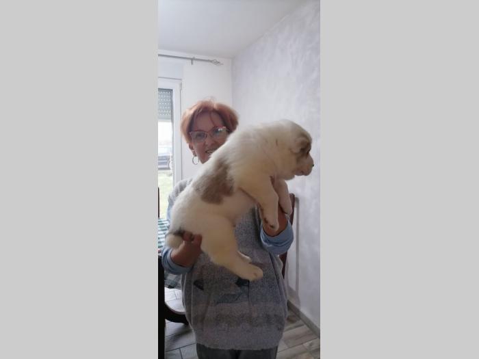 štenci azijata na prodaju besplatni mali oglasi