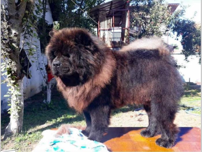 chow chow mužjak star 3 godine na prodaju besplatni mali oglasi