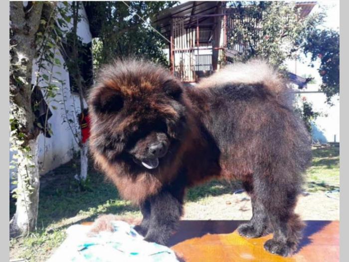 chow chow mužjak star 3 godine na prodaju besplatni mali oglasi