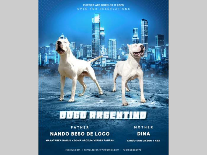 dogo argentino štenci besplatni mali oglasi