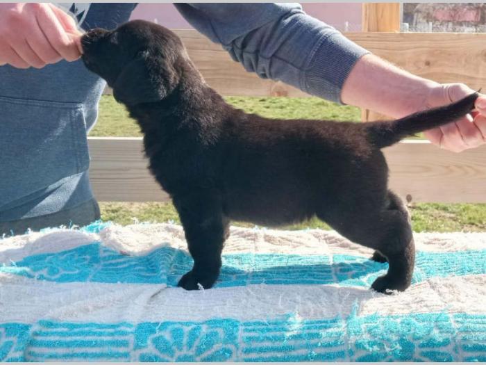u ponudi štenci labrador retrivera besplatni mali oglasi