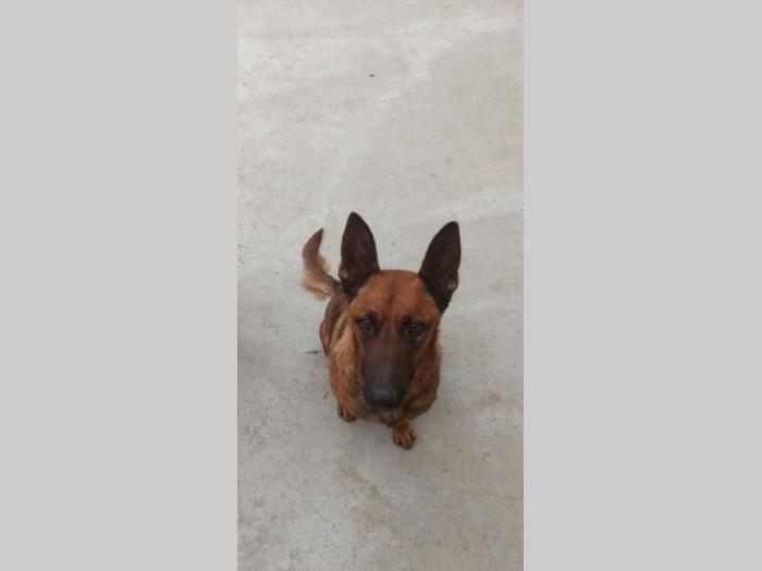 štenci belgijskog ovčara malinoe besplatni mali oglasi