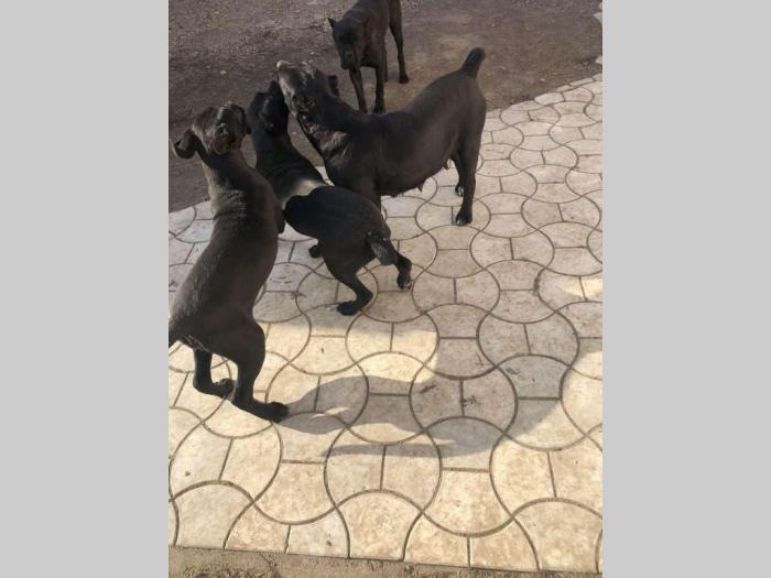 cane corso stari 8 meseci besplatni mali oglasi
