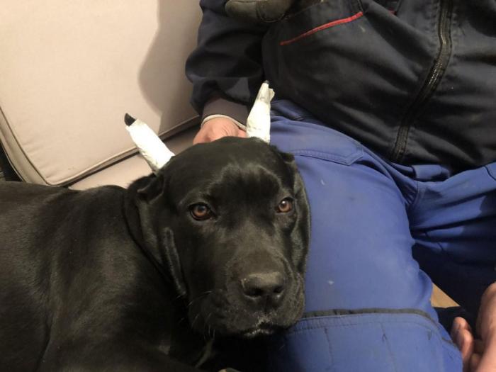 cane corso stari 8 meseci besplatni mali oglasi