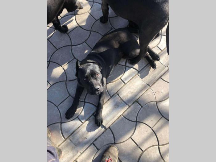 cane corso stari 8 meseci besplatni mali oglasi