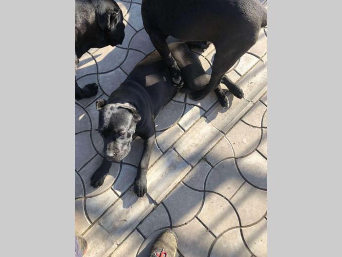cane corso stari 8 meseci besplatni mali oglasi