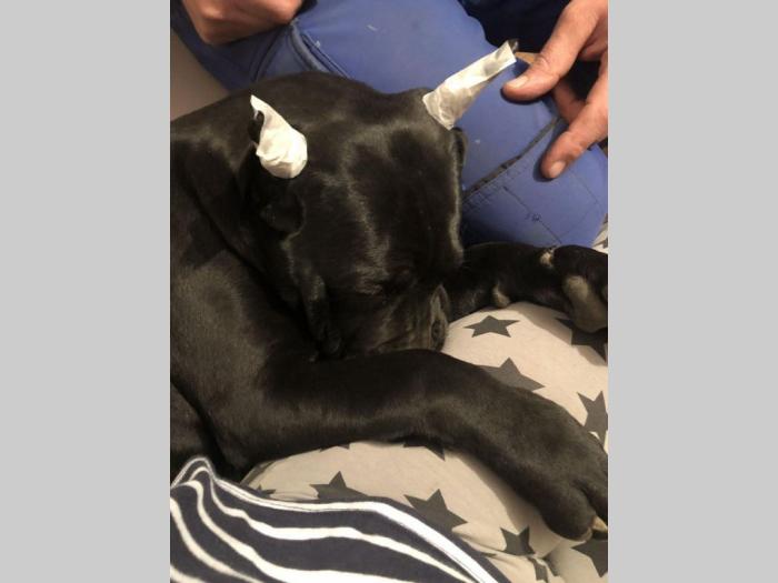 cane corso stari 8 meseci besplatni mali oglasi