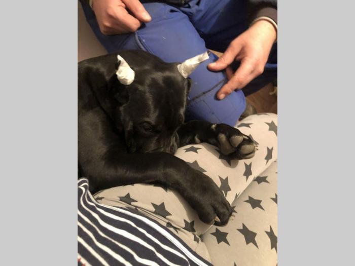 cane corso stari 8 meseci besplatni mali oglasi
