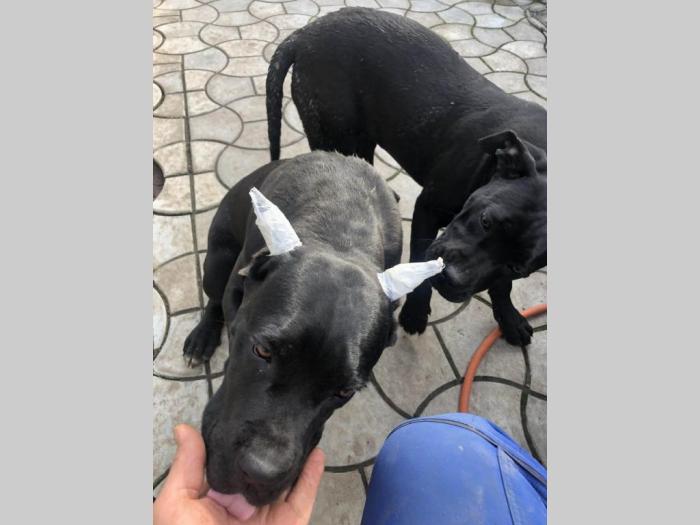 cane corso stari 8 meseci besplatni mali oglasi