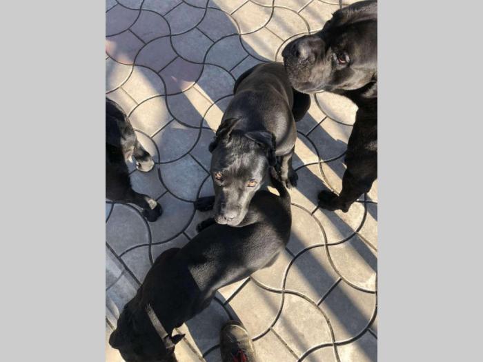 cane corso stari 8 meseci besplatni mali oglasi