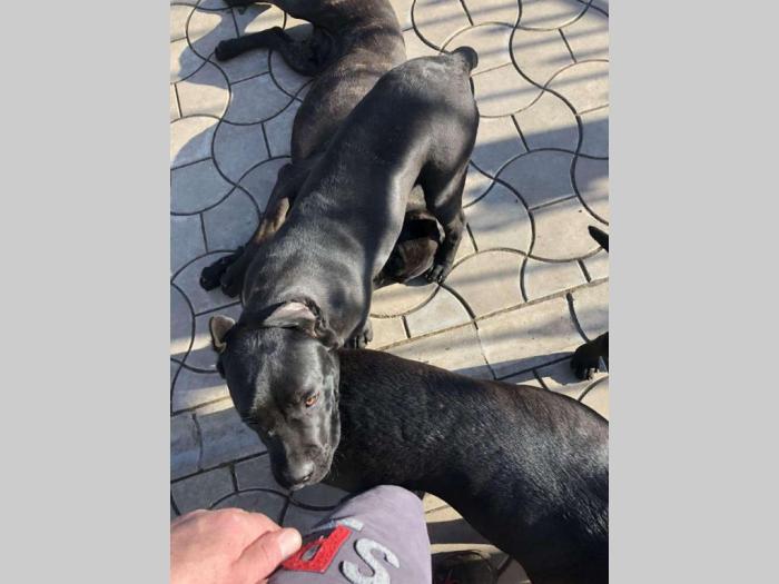cane corso stari 8 meseci besplatni mali oglasi
