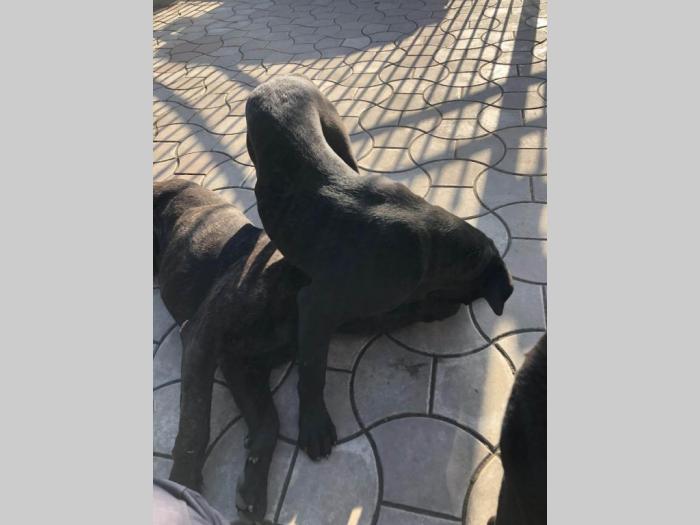 cane corso stari 8 meseci besplatni mali oglasi