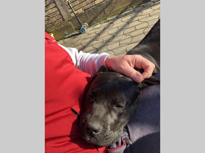 cane corso stari 8 meseci besplatni mali oglasi
