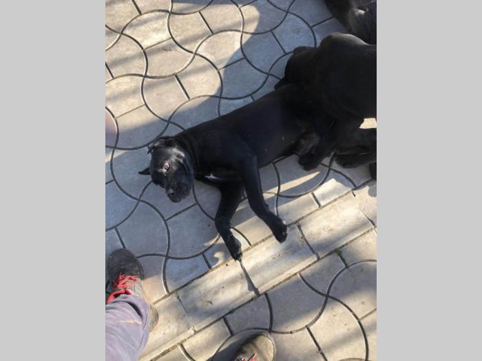 cane corso stari 8 meseci besplatni mali oglasi
