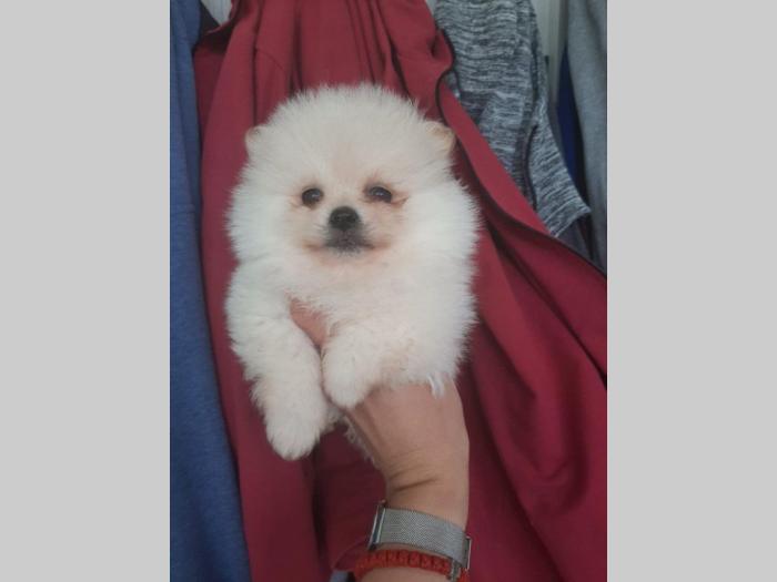 pomeranac extra mini štenci besplatni mali oglasi