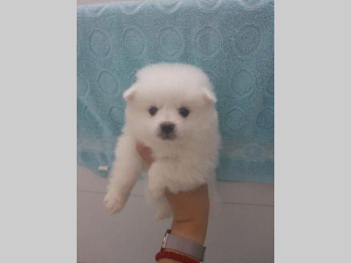 pomeranac extra mini štenci besplatni mali oglasi