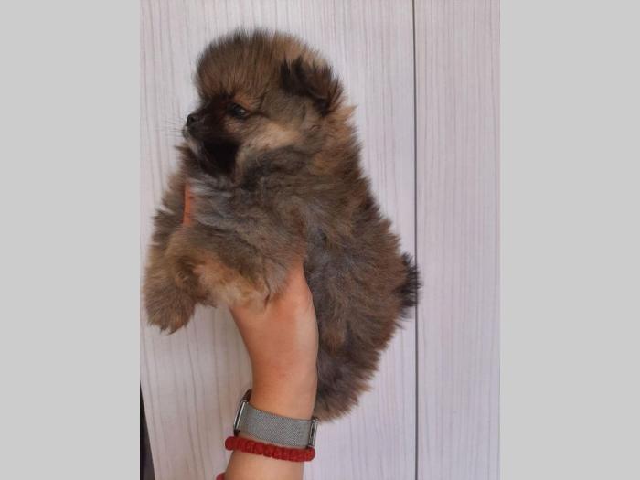pomeranac extra mini štenci besplatni mali oglasi