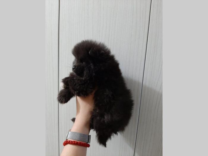 pomeranac extra mini štenci besplatni mali oglasi