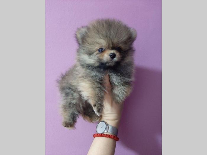 pomeranac extra mini štenci besplatni mali oglasi