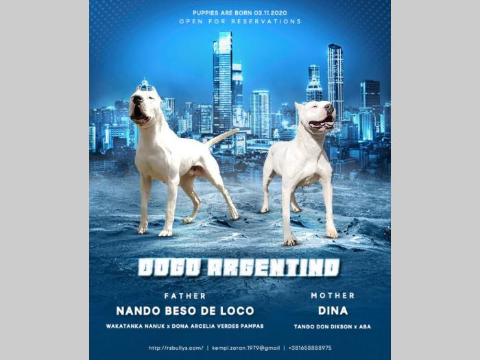 dogo argentino štenci besplatni mali oglasi