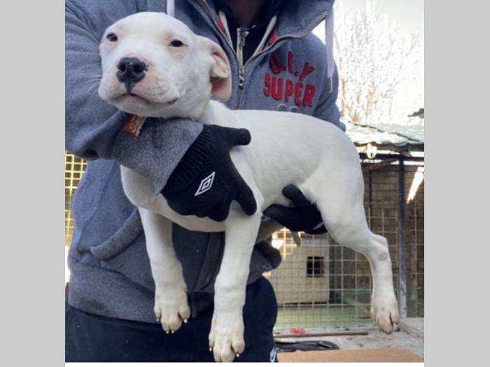 dogo argentino štenci besplatni mali oglasi