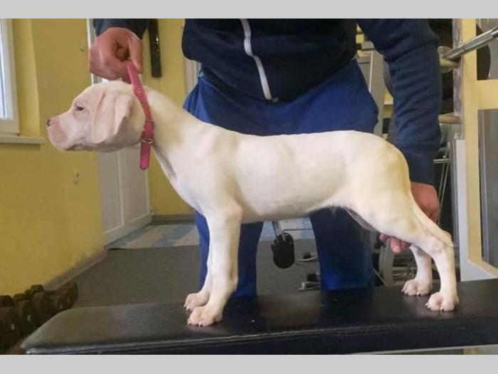 dogo argentino štenci besplatni mali oglasi