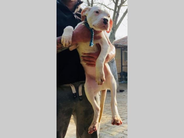 dogo argentino štenci besplatni mali oglasi