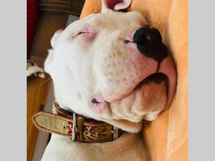 dogo argentino štenci besplatni mali oglasi