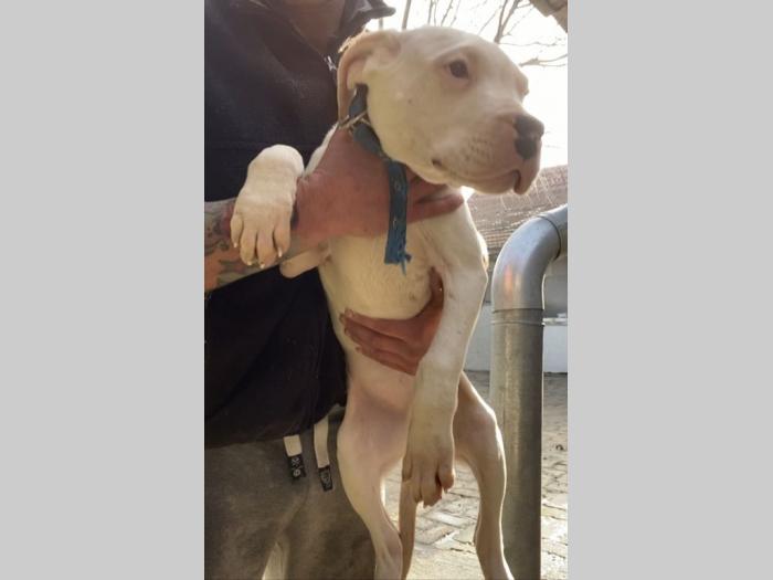 dogo argentino štenci besplatni mali oglasi