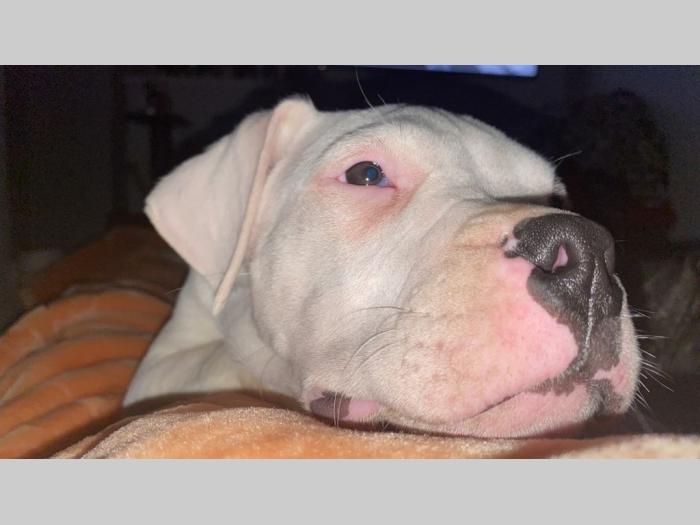 dogo argentino štenci besplatni mali oglasi