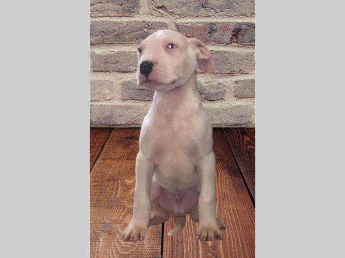 dogo argentino štenci besplatni mali oglasi