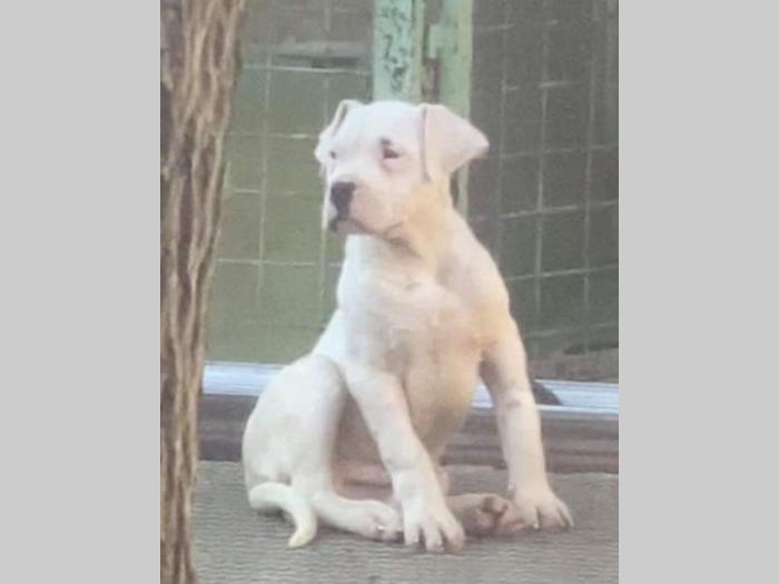 dogo argentino štenci besplatni mali oglasi
