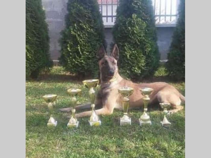 belgijski ovčar malinoa štenci vrhunskog porekla besplatni mali oglasi