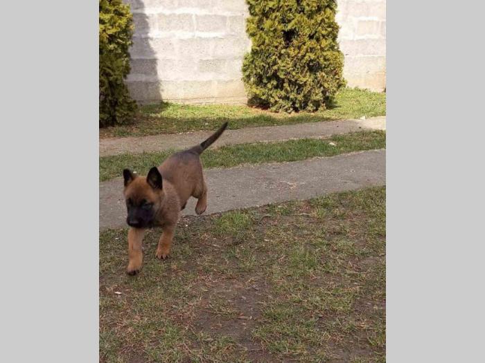 belgijski ovčar malinoa štenci vrhunskog porekla besplatni mali oglasi