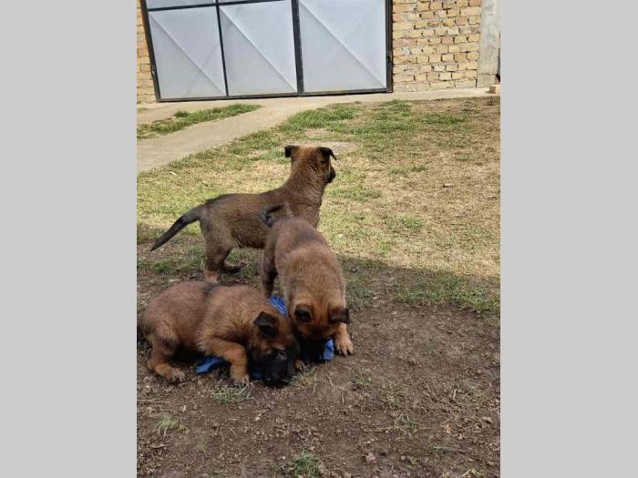 belgijski ovčar malinoa štenci vrhunskog porekla besplatni mali oglasi