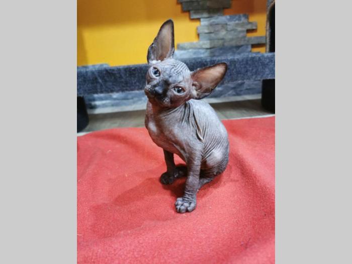 kanadske sphynx mače na prodaju besplatni mali oglasi