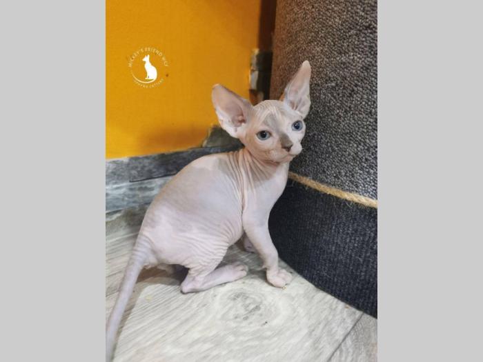 kanadske sphynx mače na prodaju besplatni mali oglasi