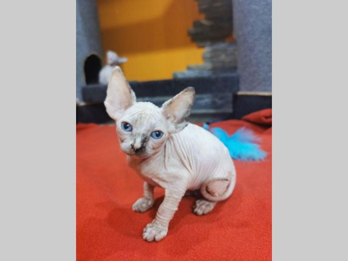 kanadske sphynx mače na prodaju besplatni mali oglasi