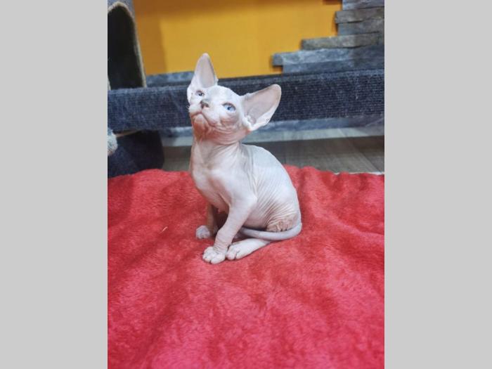 kanadske sphynx mače na prodaju besplatni mali oglasi