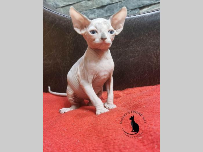 kanadske sphynx mače na prodaju besplatni mali oglasi