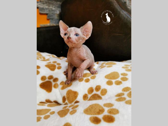 kanadske sphynx mače na prodaju besplatni mali oglasi