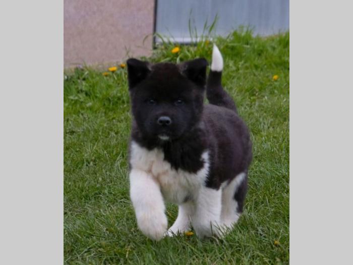 američka akita štenci besplatni mali oglasi